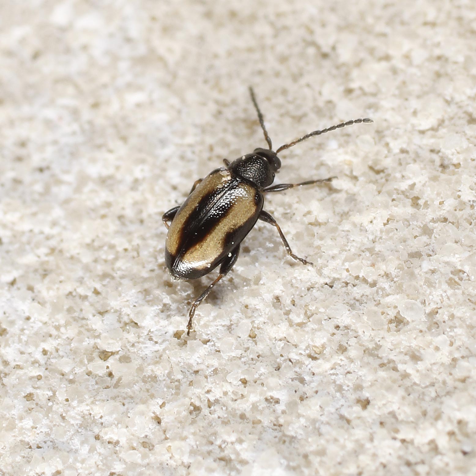 Chrysomelidae: maschio di Phyllotreta striolata